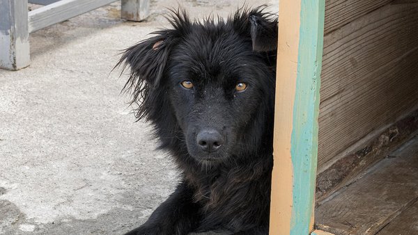 cute-dog-shelter-waiting-be-adopted-by-someone