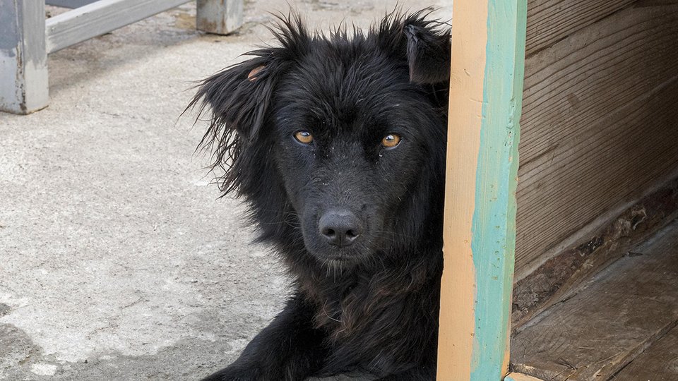 cute-dog-shelter-waiting-be-adopted-by-someone