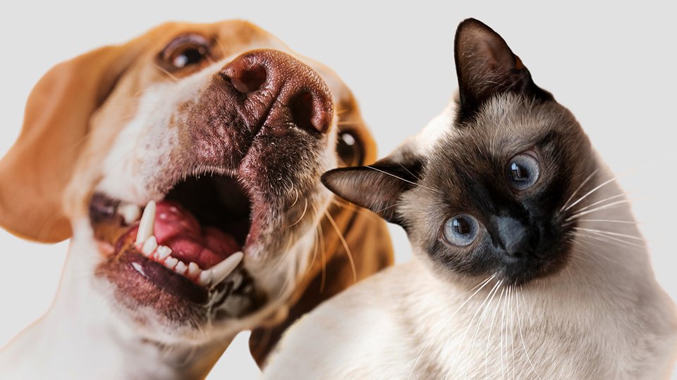 cute-pet-collage-isolated