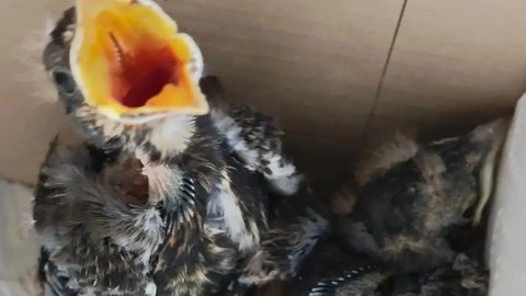 птенцы