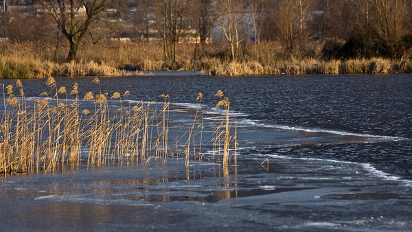dry-grass-reeds-blowing-wind-blurred-river-background