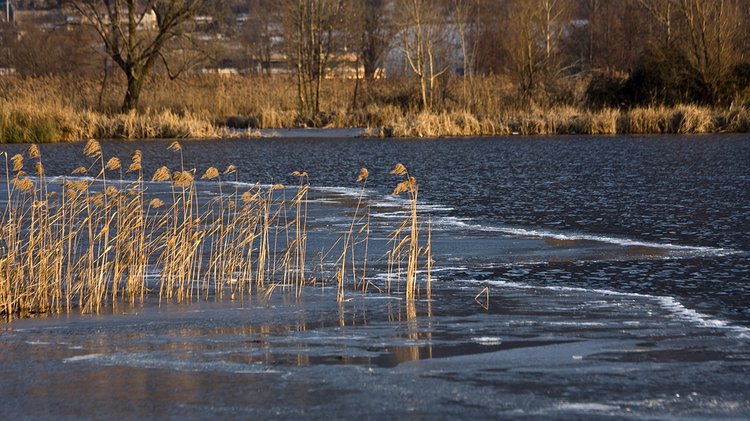 dry-grass-reeds-blowing-wind-blurred-river-background