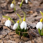 dsc04137-galina-dobrynina