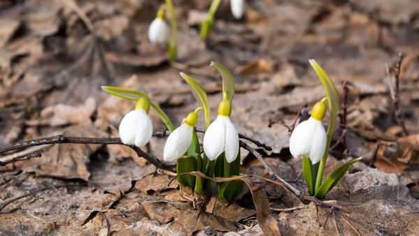 dsc04137-galina-dobrynina