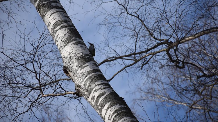 dsc_0518-anna-vjazgina