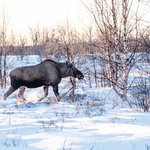 elk-walking-field-covered-snow-northern-sweden