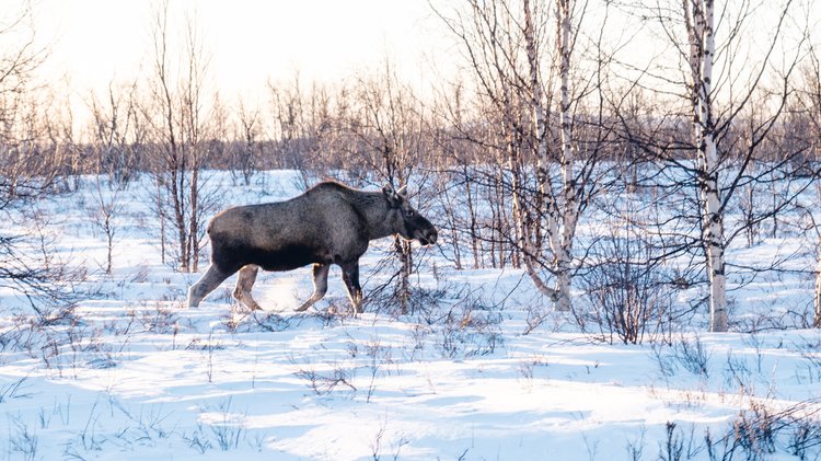 elk-walking-field-covered-snow-northern-sweden