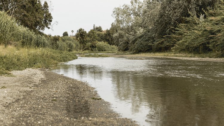 forest-near-river-landscape