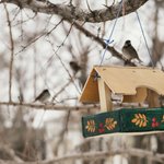 front-view-birdhouse-hanging-tree-outside-winter
