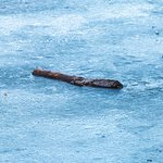 frozen-log-frozen-lake-maksimir-park-zagreb-croatia
