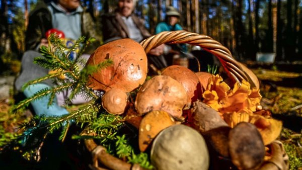 Разговор по…грибам
