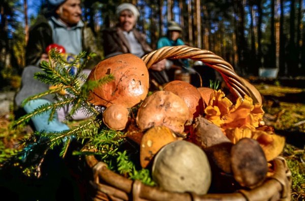 Разговор по…грибам