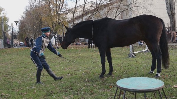 Показательные выступления по дрессуре коня