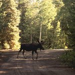 krasivyi-snimok-losa-ili-losa-na-doroge-u-lesa