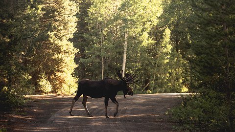 krasivyi-snimok-losa-ili-losa-na-doroge-u-lesa