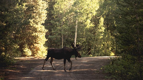 krasivyi-snimok-losa-ili-losa-na-doroge-u-lesa