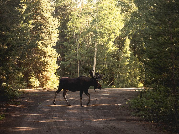 krasivyi-snimok-losa-ili-losa-na-doroge-u-lesa
