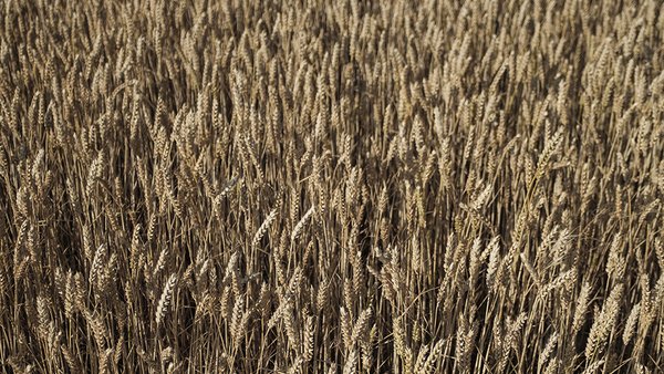 krupnyi-plan-krasivogo-pola-psenicy-i-urozaa