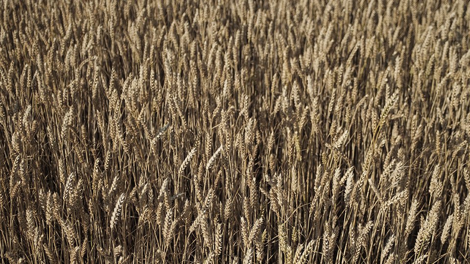 krupnyi-plan-krasivogo-pola-psenicy-i-urozaa