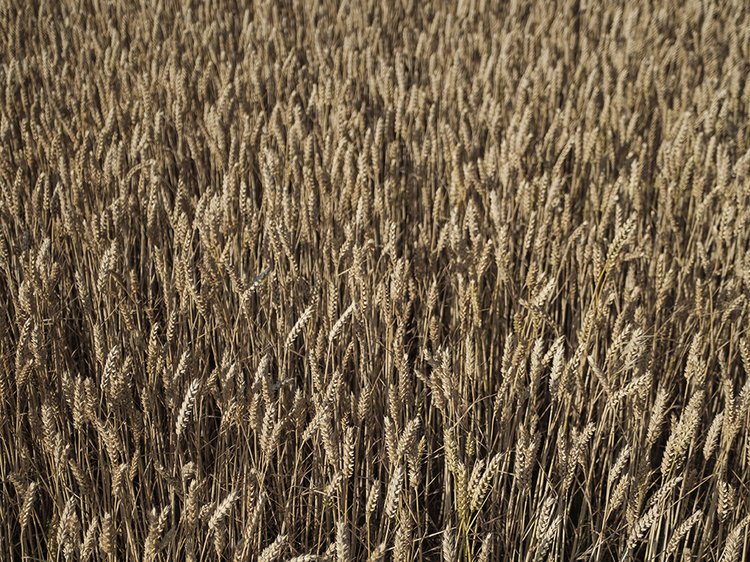 krupnyi-plan-krasivogo-pola-psenicy-i-urozaa