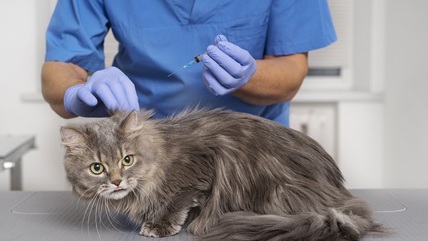 krupnyi-plan-veterinarnogo-vraca-zabotasegosa-o-pitomce