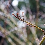 krupnym-planom-vystrel-iz-vetki-dereva-s-kaplami-dozda-i-razmytym