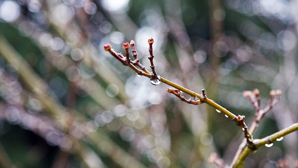 krupnym-planom-vystrel-iz-vetki-dereva-s-kaplami-dozda-i-razmytym