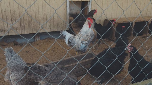А еще Ольга Белова разводит кур. Говорит, что яйца на Пасху красить не надо – они и так все разноцветные!