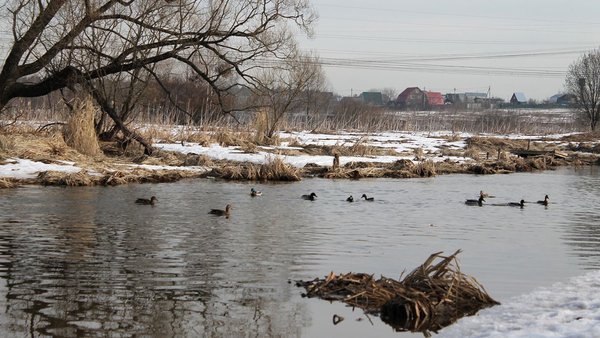 larisa-vereschitina-2