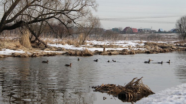 larisa-vereschitina-2