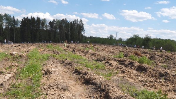 Сосна растет примерно 15-25 лет. И тогда будущие поколения смогут прогуляться по этому лесу, чтобы вдохнуть полной грудью запах еловых веток