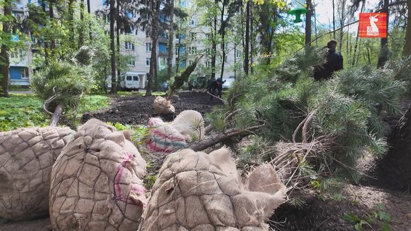 А в парке «Шервудский лес» там же, в микрорайоне Чкаловском, высадили символичное число хвойных деревьев – 80