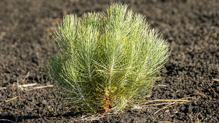little-coniferous-growing-volcanic-soil