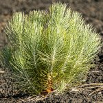 little-coniferous-growing-volcanic-soil