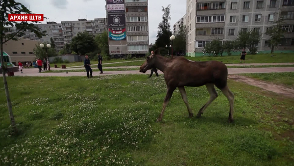 лоси 2 19