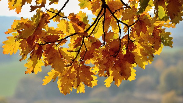 oak-branch-with-yellow-leaves