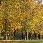park-filled-with-trees-bright-sky