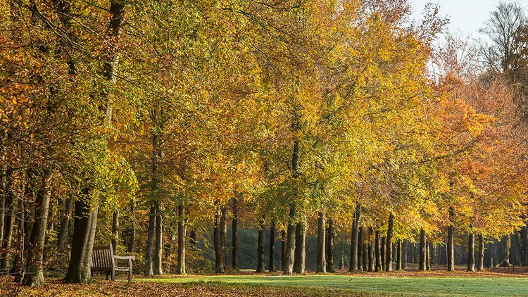 park-filled-with-trees-bright-sky