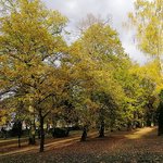 park-surrounded-by-trees-covered-colorful-leaves-autumn-poland