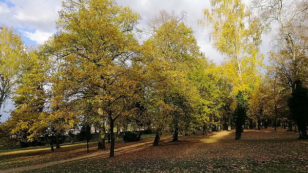 park-surrounded-by-trees-covered-colorful-leaves-autumn-poland