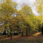 park-surrounded-by-trees-covered-colorful-leaves-autumn-poland