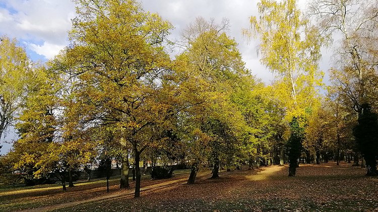 park-surrounded-by-trees-covered-colorful-leaves-autumn-poland