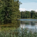 park-with-forest-lake-northern-summer-view-lake-with-reeds-water-lilies-landscape-photography-sunny-day