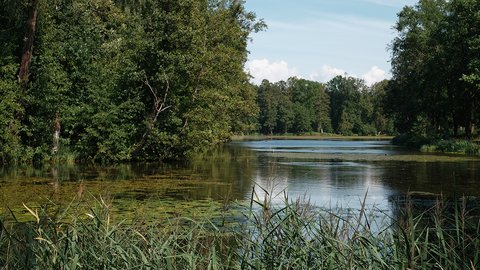 park-with-forest-lake-northern-summer-view-lake-with-reeds-water-lilies-landscape-photography-sunny-day
