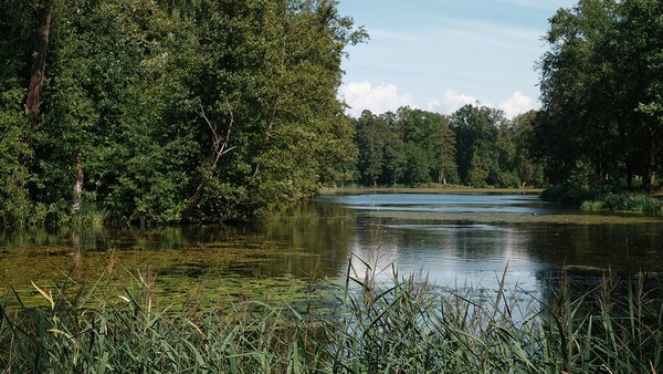 park-with-forest-lake-northern-summer-view-lake-with-reeds-water-lilies-landscape-photography-sunny-day