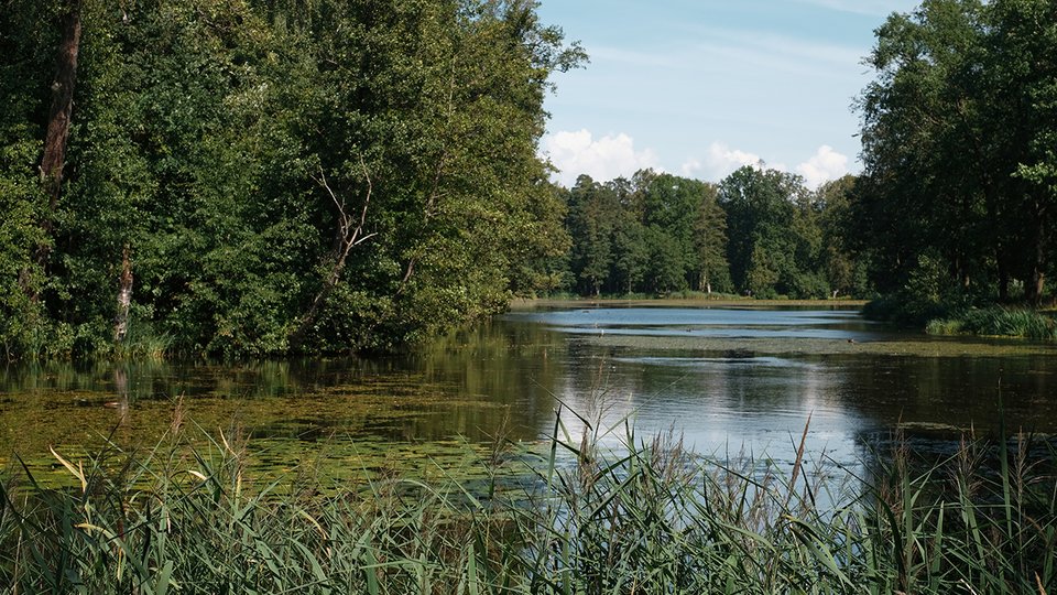 park-with-forest-lake-northern-summer-view-lake-with-reeds-water-lilies-landscape-photography-sunny-day