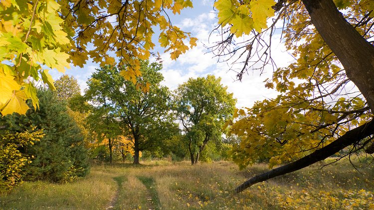 path-woods