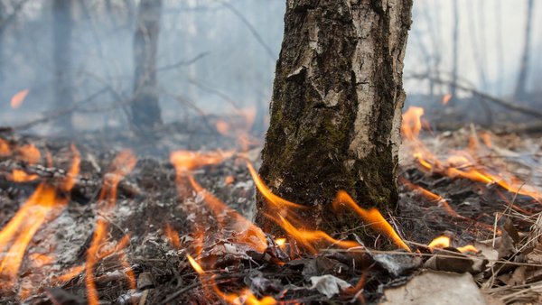 Меры пожарной безопасности в лесах Подмосковья будут усилены