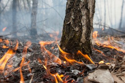 Меры пожарной безопасности в лесах Подмосковья будут усилены