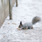 ramenskoe-gorodskoj-park-kultury-i-otdyha-zima-15